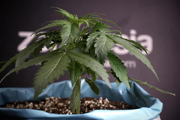 Amnesia Skunk The Zamnesia Way. Week 4 - Amnesia Skunk 12/12 From Seed Studio session 