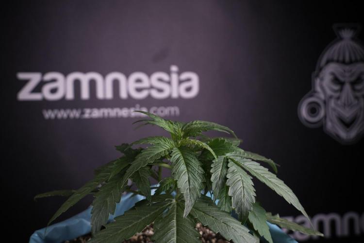 Amnesia Skunk The Zamnesia Way. Week 4 - Amnesia Skunk 12/12 From Seed Studio session 