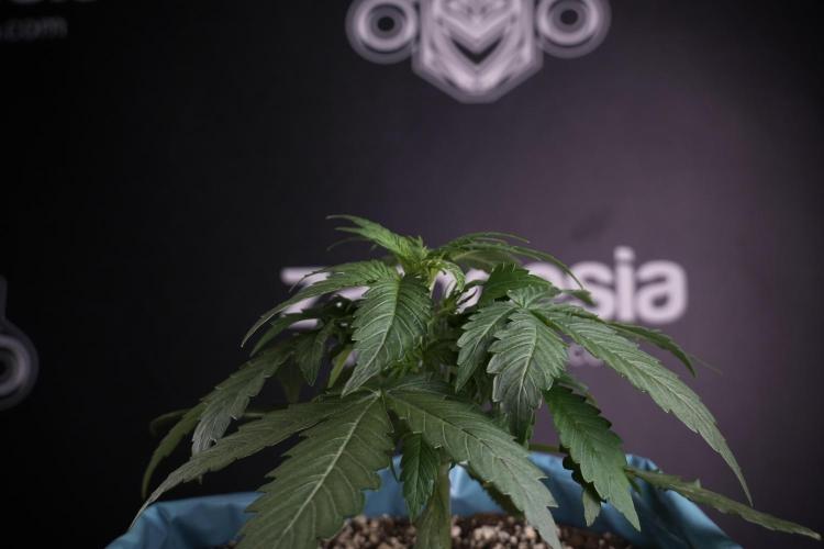 Amnesia Skunk The Zamnesia Way. Week 4 - Amnesia Skunk 12/12 From Seed Studio session 