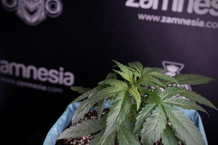 Amnesia Skunk The Zamnesia Way. Week 4 - Amnesia Skunk 12/12 From Seed Studio session 