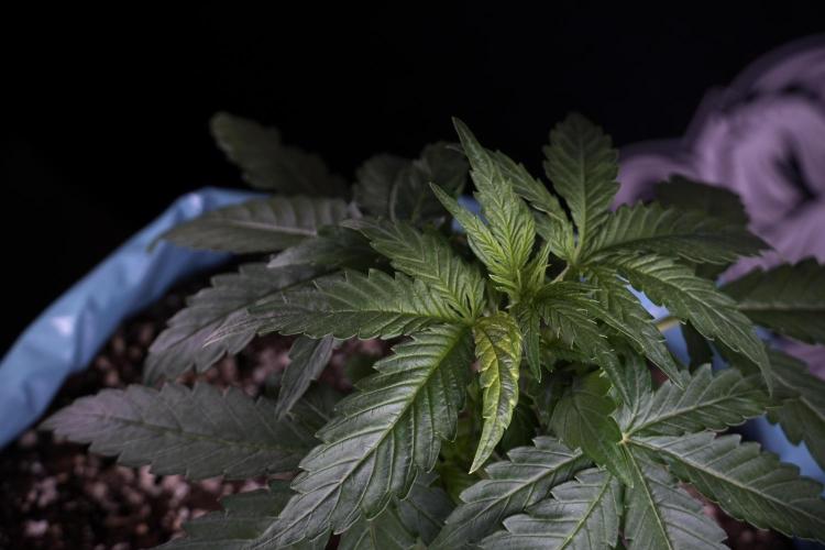 Amnesia Skunk The Zamnesia Way. Week 4 - Amnesia Skunk 12/12 From Seed Studio session 