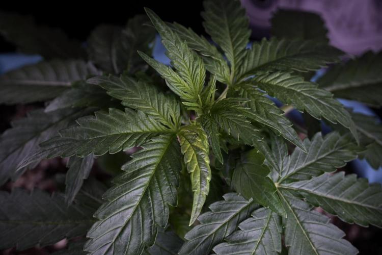 Amnesia Skunk The Zamnesia Way. Week 4 - Amnesia Skunk 12/12 From Seed Studio session 