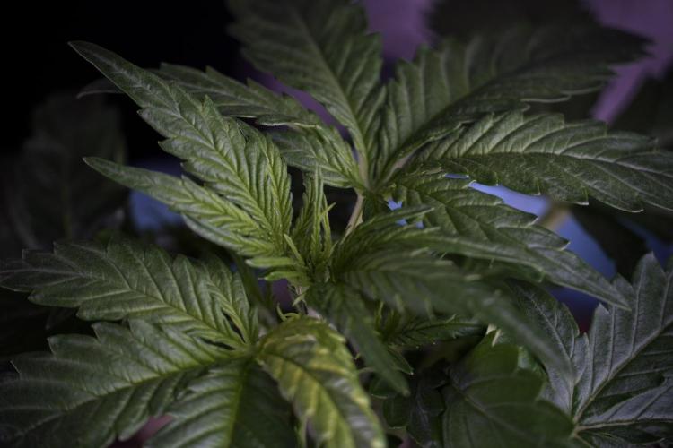 Amnesia Skunk The Zamnesia Way. Week 4 - Amnesia Skunk 12/12 From Seed Studio session 