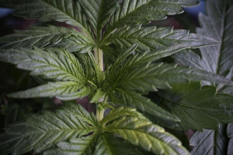 Amnesia Skunk The Zamnesia Way. Week 4 - Amnesia Skunk 12/12 From Seed Studio session 