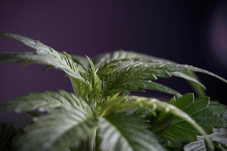 Amnesia Skunk The Zamnesia Way. Week 4 - Amnesia Skunk 12/12 From Seed Studio session 