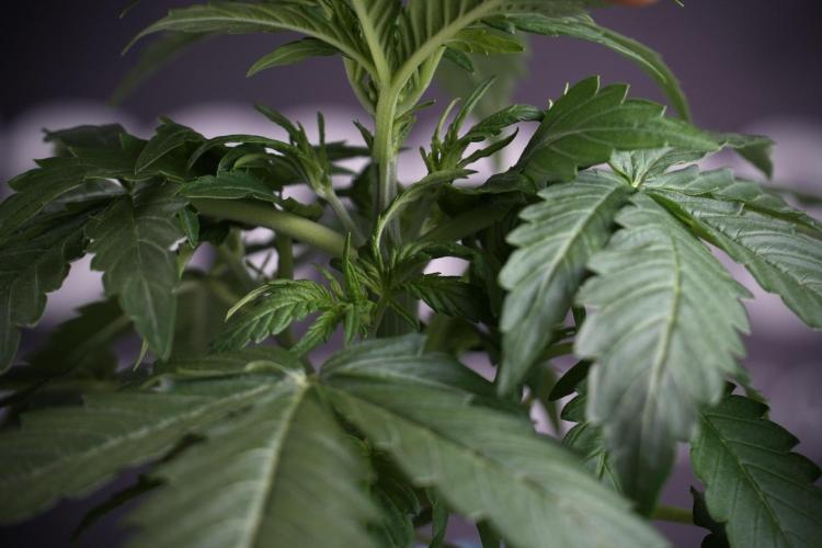 Amnesia Skunk The Zamnesia Way. Week 4 - Amnesia Skunk 12/12 From Seed Studio session 