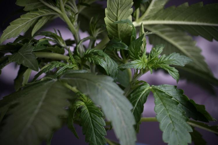 Amnesia Skunk The Zamnesia Way. Week 4 - Amnesia Skunk 12/12 From Seed Studio session 