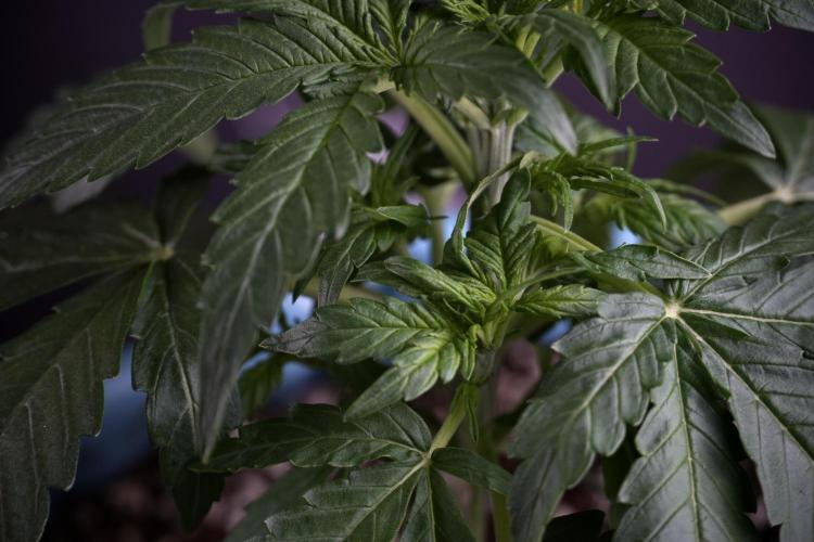 Amnesia Skunk The Zamnesia Way. Week 4 - Amnesia Skunk 12/12 From Seed Studio session 