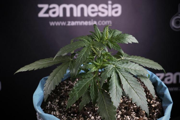 Amnesia Skunk The Zamnesia Way. Week 4 - Amnesia Skunk 12/12 From Seed Studio session 