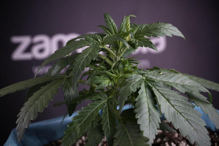 Amnesia Skunk The Zamnesia Way. Week 4 - Amnesia Skunk 12/12 From Seed Studio session 