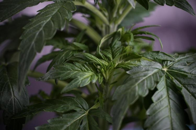 Amnesia Skunk The Zamnesia Way. Week 4 - Amnesia Skunk 12/12 From Seed Studio session 