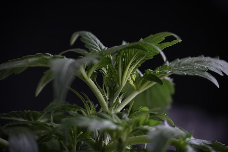 Amnesia Skunk The Zamnesia Way. Week 4 - Amnesia Skunk 12/12 From Seed Studio session 