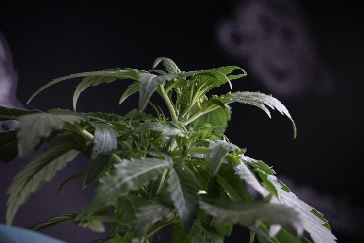 Amnesia Skunk The Zamnesia Way. Week 4 - Amnesia Skunk 12/12 From Seed Studio session 