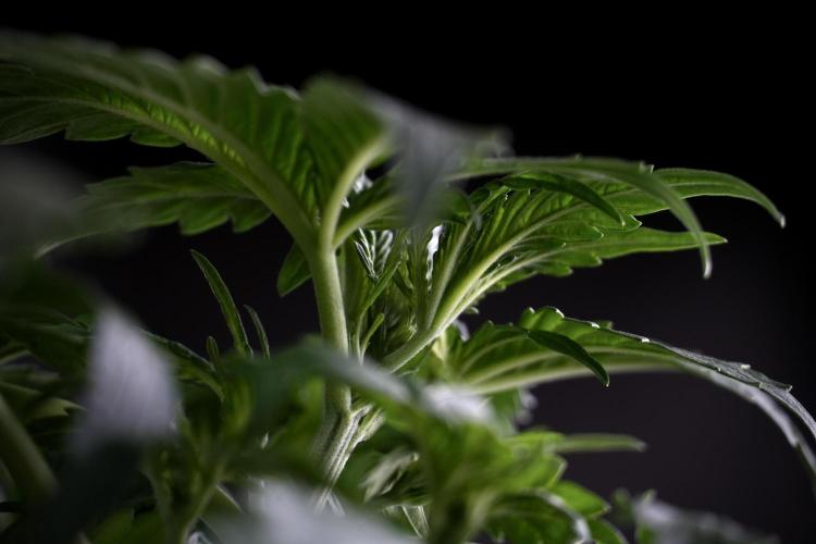 Amnesia Skunk The Zamnesia Way. Week 4 - Amnesia Skunk 12/12 From Seed Studio session 