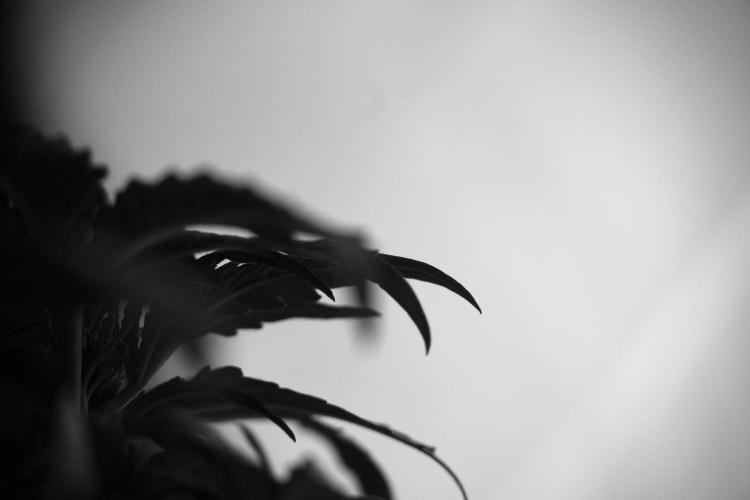 Amnesia Skunk The Zamnesia Way. Week 4 - Amnesia Skunk 12/12 From Seed Studio session 