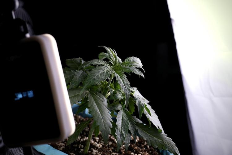 Amnesia Skunk The Zamnesia Way. Week 4 - Amnesia Skunk 12/12 From Seed Studio session 