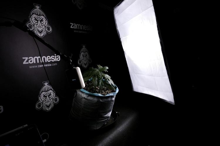 Amnesia Skunk The Zamnesia Way. Week 4 - Amnesia Skunk 12/12 From Seed Studio session 