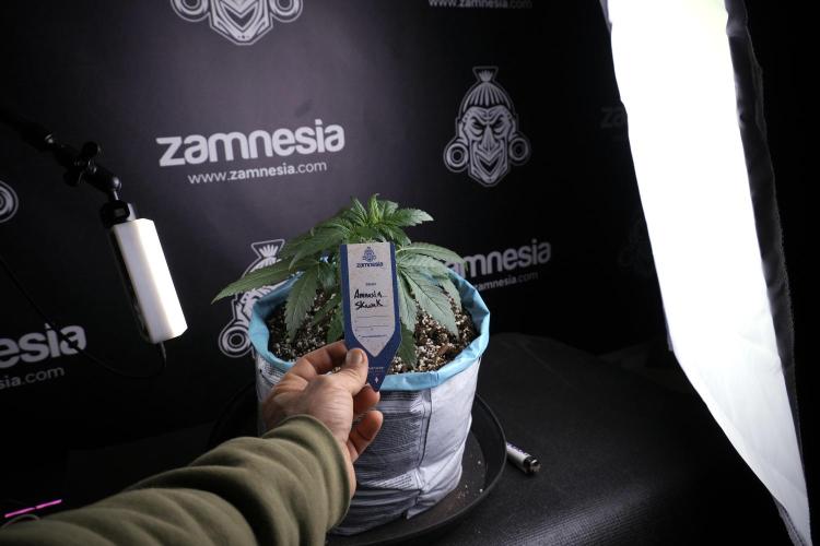 Amnesia Skunk The Zamnesia Way. Week 4 - Amnesia Skunk 12/12 From Seed Studio session 