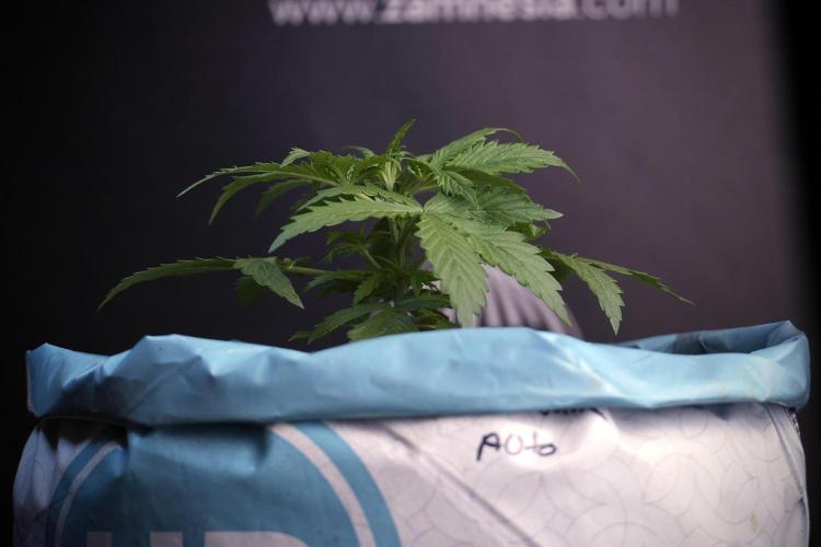 Amnesia Skunk The Zamnesia Way. Week 4 - Amnesia Skunk 12/12 From Seed Studio session 