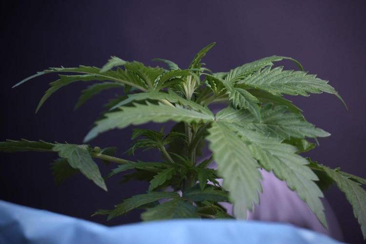 Amnesia Skunk The Zamnesia Way. Week 4 - Amnesia Skunk 12/12 From Seed Studio session 