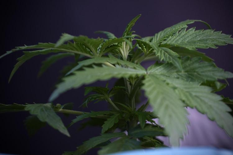 Amnesia Skunk The Zamnesia Way. Week 4 - Amnesia Skunk 12/12 From Seed Studio session 