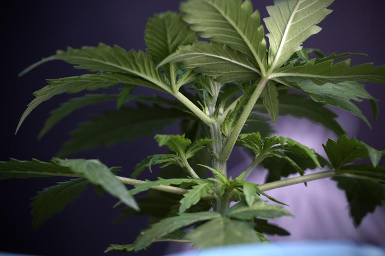 Amnesia Skunk The Zamnesia Way. Week 4 - Amnesia Skunk 12/12 From Seed Studio session 