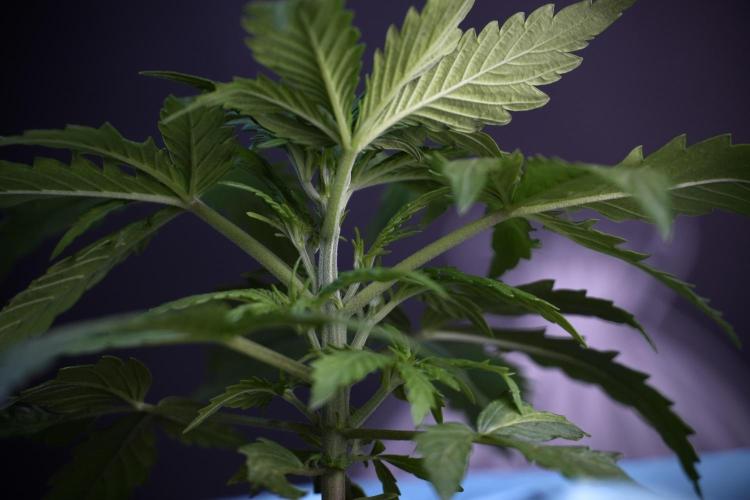 Amnesia Skunk The Zamnesia Way. Week 4 - Amnesia Skunk 12/12 From Seed Studio session 