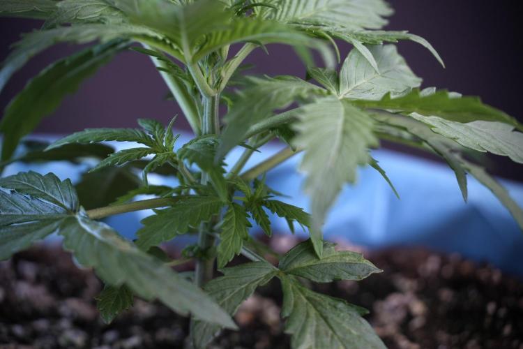 Amnesia Skunk The Zamnesia Way. Week 4 - Amnesia Skunk 12/12 From Seed Studio session 