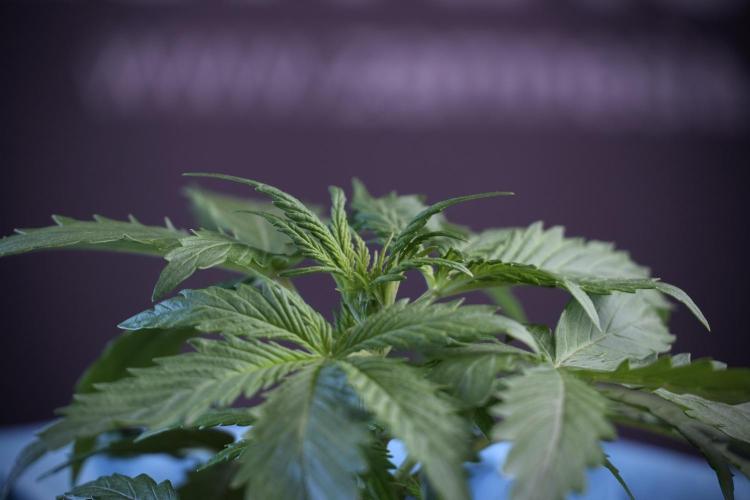 Amnesia Skunk The Zamnesia Way. Week 4 - Amnesia Skunk 12/12 From Seed Studio session 