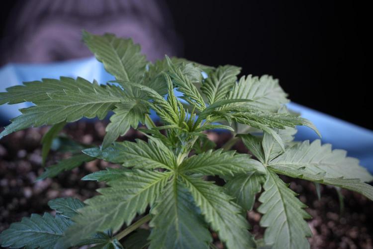 Amnesia Skunk The Zamnesia Way. Week 4 - Amnesia Skunk 12/12 From Seed Studio session 