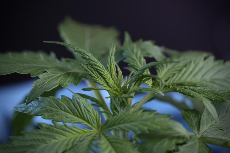 Amnesia Skunk The Zamnesia Way. Week 4 - Amnesia Skunk 12/12 From Seed Studio session 