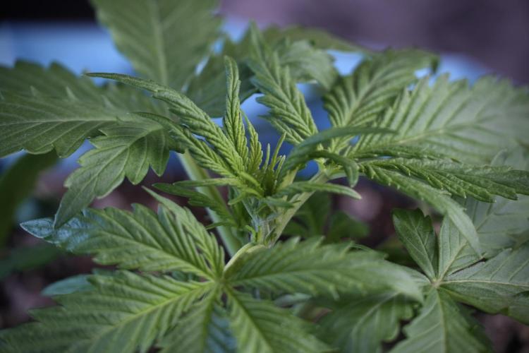 Amnesia Skunk The Zamnesia Way. Week 4 - Amnesia Skunk 12/12 From Seed Studio session 