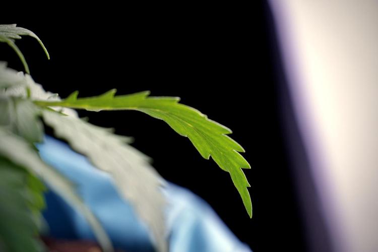 Amnesia Skunk The Zamnesia Way. Week 4 - Amnesia Skunk 12/12 From Seed Studio session 