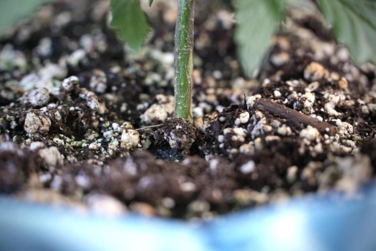 Amnesia Skunk The Zamnesia Way. Week 4 - Amnesia Skunk 12/12 From Seed Studio session 