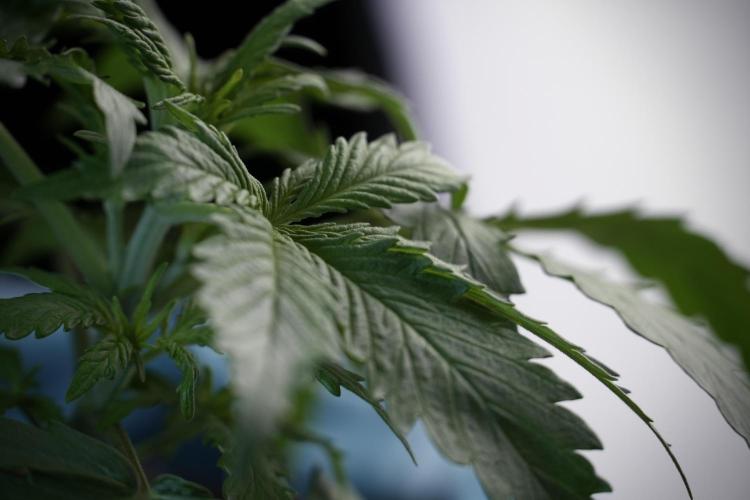 Amnesia Skunk The Zamnesia Way. Week 4 - Amnesia Skunk 12/12 From Seed Studio session 