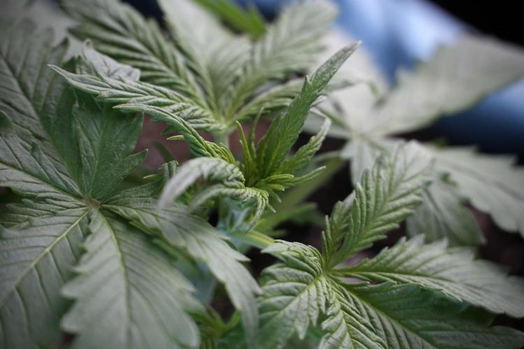 Amnesia Skunk The Zamnesia Way. Week 4 - Amnesia Skunk 12/12 From Seed Studio session 