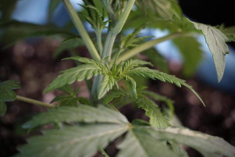 Amnesia Skunk The Zamnesia Way. Week 4 - Amnesia Skunk 12/12 From Seed Studio session 