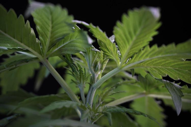 Amnesia Skunk The Zamnesia Way. Week 4 - Amnesia Skunk 12/12 From Seed Studio session 