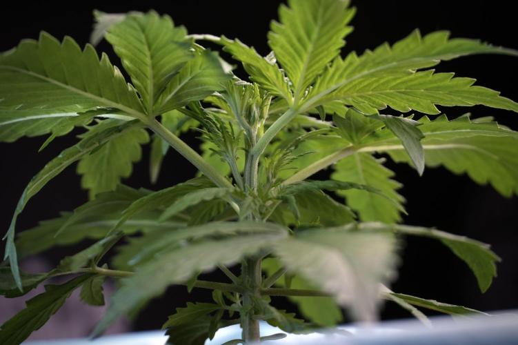 Amnesia Skunk The Zamnesia Way. Week 4 - Amnesia Skunk 12/12 From Seed Studio session 