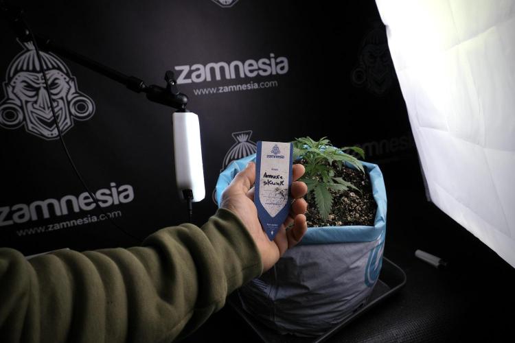 Amnesia Skunk The Zamnesia Way. Week 4 - Amnesia Skunk 12/12 From Seed Studio session 