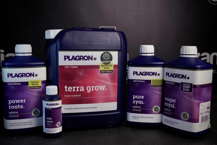 Amnesia Skunk The Zamnesia Way. Week 4 - Room and Vibes 