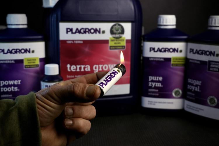 Amnesia Skunk The Zamnesia Way. Week 4 - Room and Vibes 