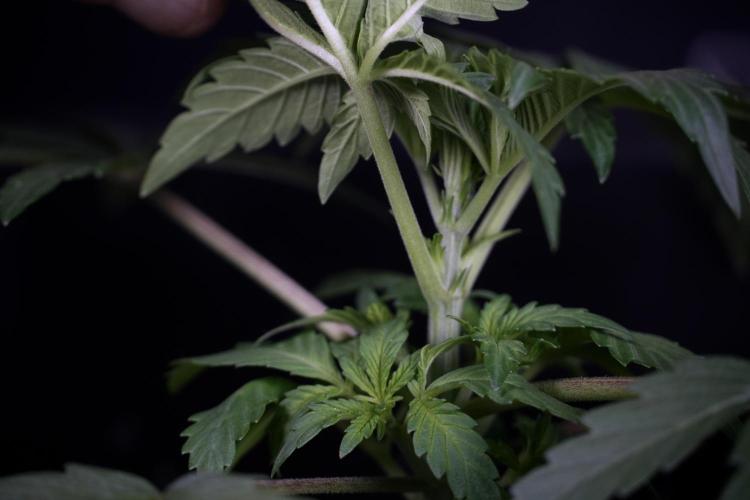 Catching The Ghost Train Haze @ Zamnesia. Week 4 - GTH Photo Shoot 