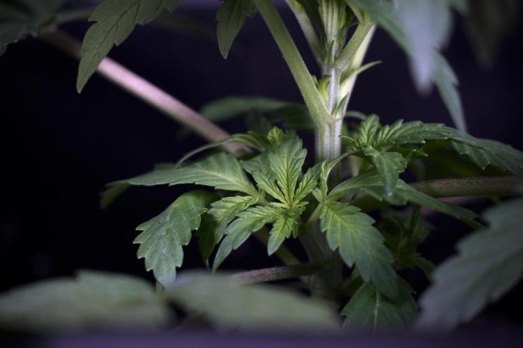 Catching The Ghost Train Haze @ Zamnesia. Week 4 - GTH Photo Shoot 