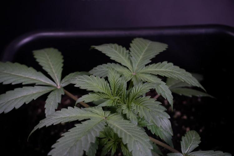 Catching The Ghost Train Haze @ Zamnesia. Week 4 - GTH Photo Shoot 