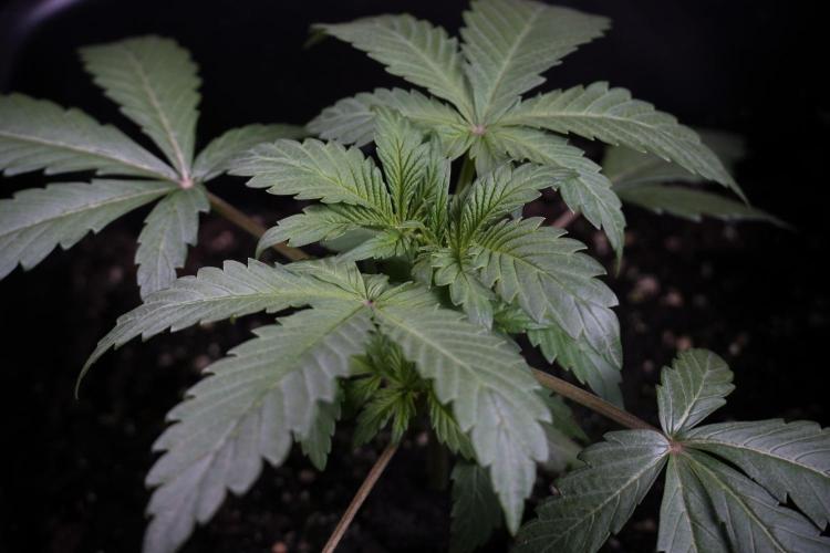 Catching The Ghost Train Haze @ Zamnesia. Week 4 - GTH Photo Shoot 