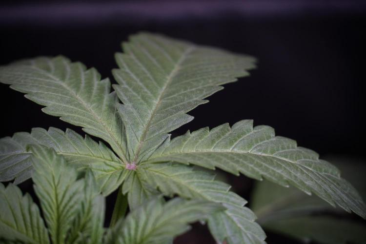 Catching The Ghost Train Haze @ Zamnesia. Week 4 - GTH Photo Shoot 