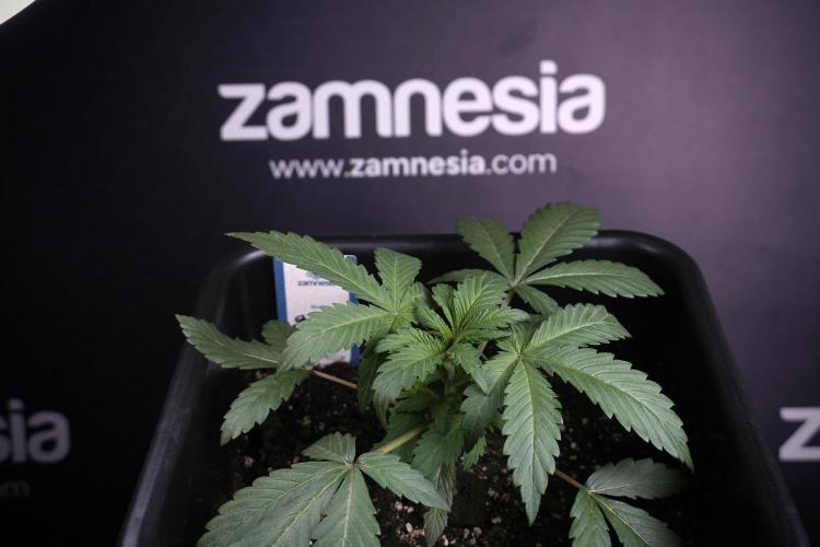 Catching The Ghost Train Haze @ Zamnesia. Week 4 - GTH Photo Shoot 