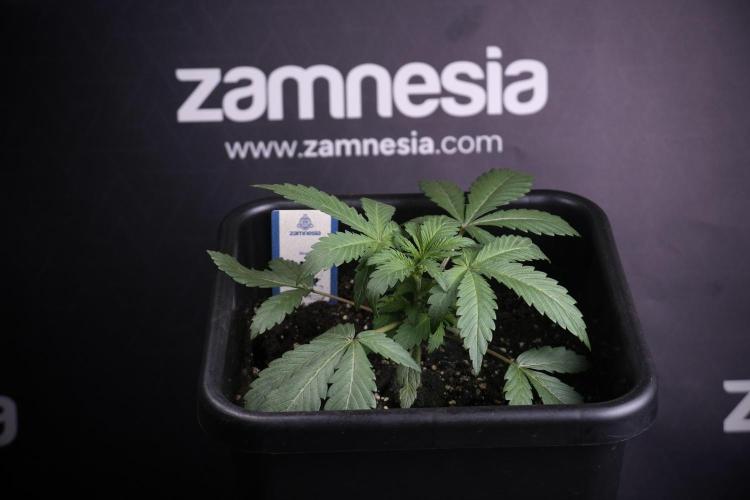 Catching The Ghost Train Haze @ Zamnesia. Week 4 - GTH Photo Shoot 