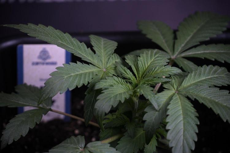 Catching The Ghost Train Haze @ Zamnesia. Week 4 - GTH Photo Shoot 